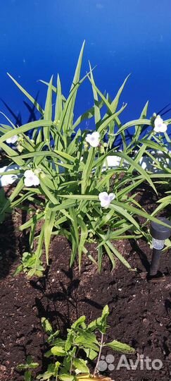 Многолетние цветы