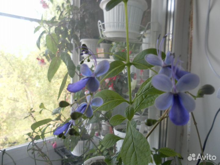 Черенки фуксии и других комнатных растений