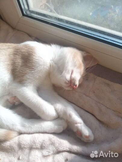Котенок в дар