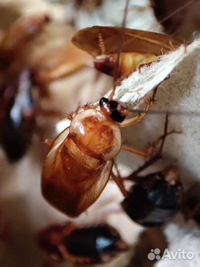 Туркменский таракан