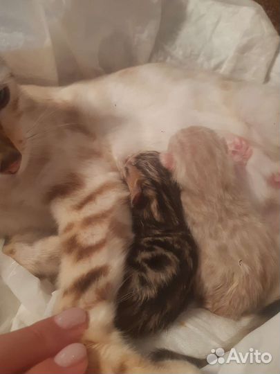 Бенгальские котята