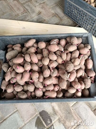 Семенной картофель