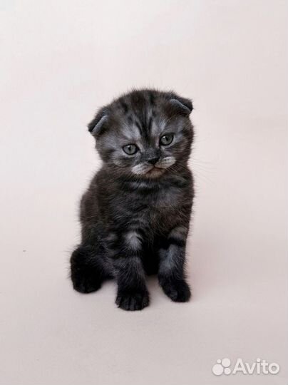 Британская