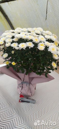 Живые цветы в горшках