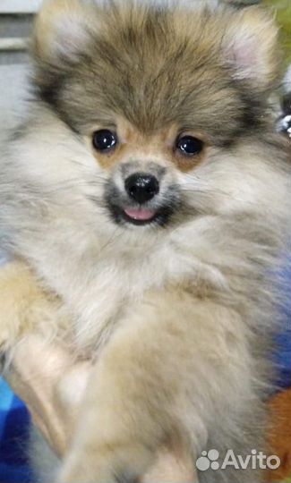 Щенки шпица