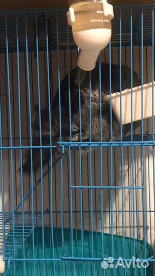 Продам шиншилл