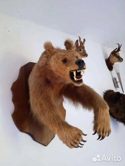 Чучела животных