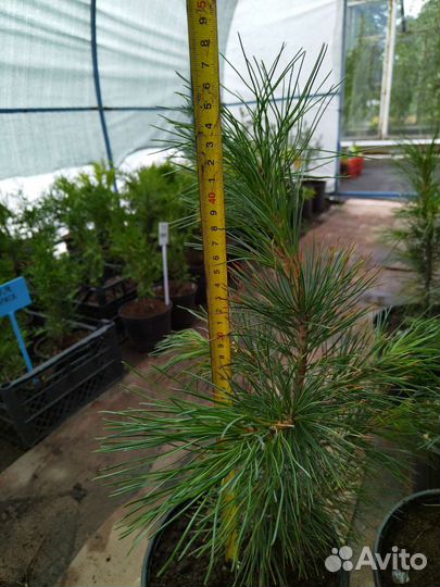 Сибирская кедровая сосна (Кедр)