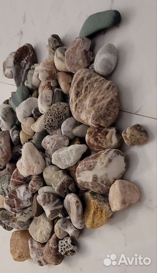 Морские ракушки раковины камушки