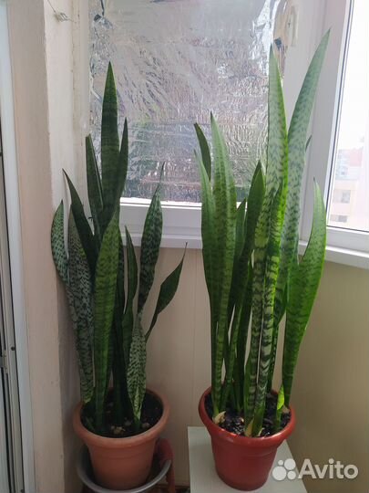 Сансевиерия тещин язык