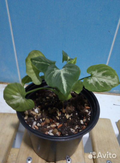 Сингониум Вендланда и другие сортовые