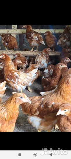 Цыплята несушки подрощенные