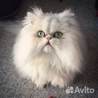 Персидская