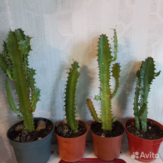 Комнатные растения цветы