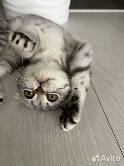 Котенок британец вислоухий