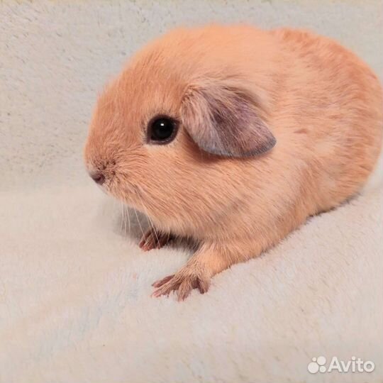 Английский селфик мальчик малыш