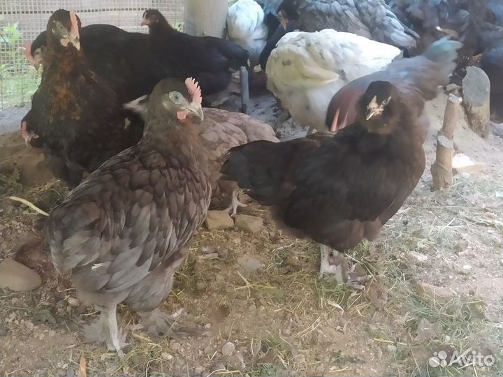 Петушки и куры молодки Маран и Ухейилюй