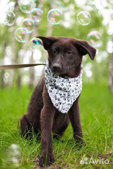 Собаки в дар бесплатно