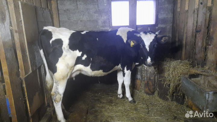 Коровы дойные молочные