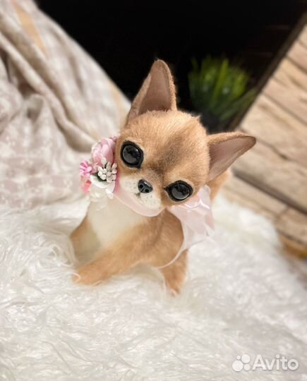 Щенок чихуахуа.Куки