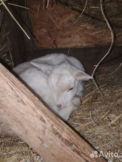 Козлята новорождённые камолые