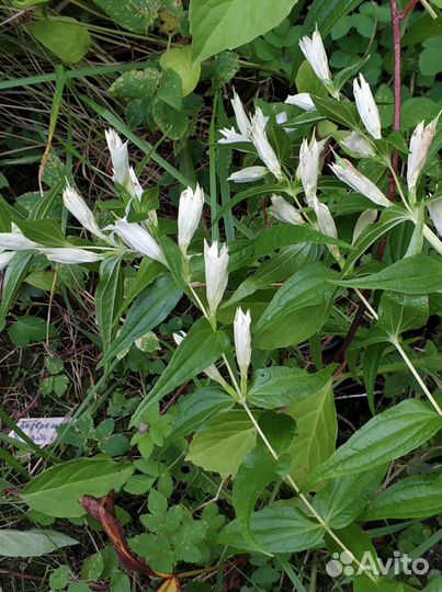 Редкие растения для сада