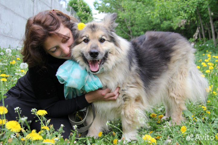 Барон из приюта ищет дом, находится в приюте