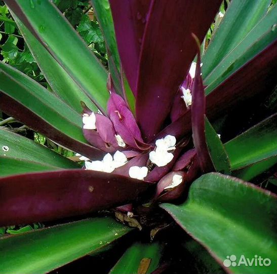 Традесканция рео