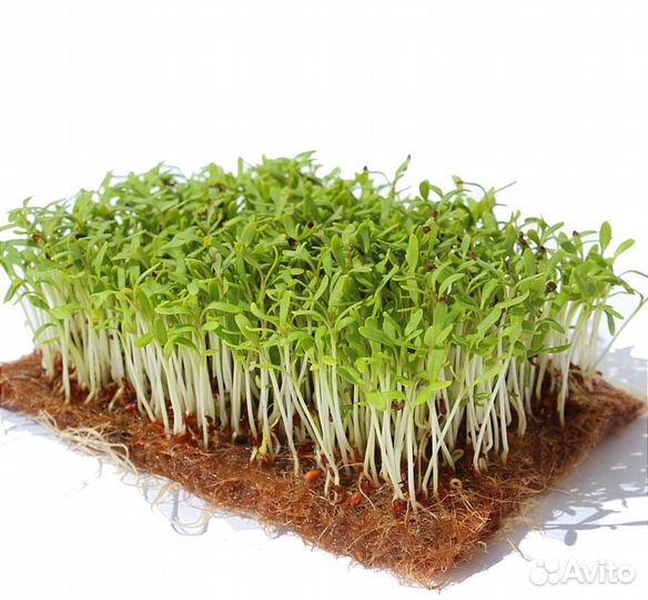 Микрозелень семена