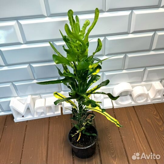 Кротон Джет Апельсин