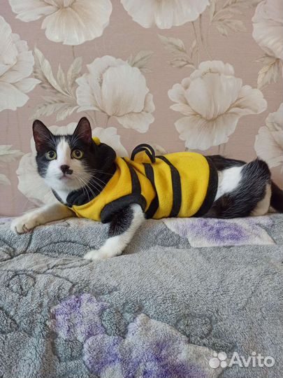 Кот мальчик