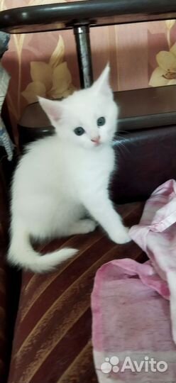 Котята девочки