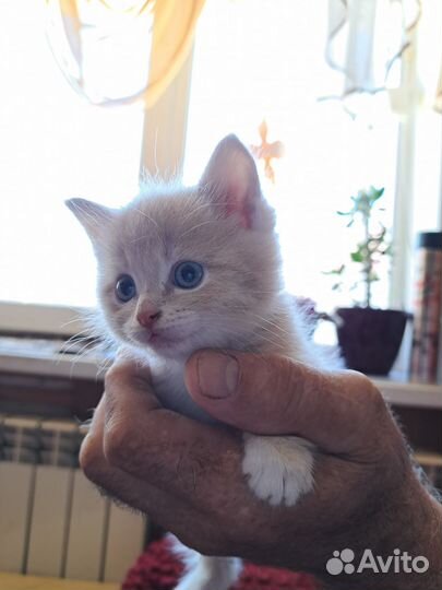 Отдам котят в добрые руки