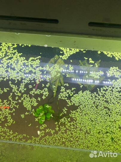 Ряска для аквариума