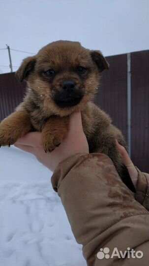 Щенки бесплатно