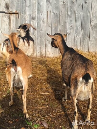 Дойные козы