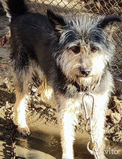 Собаки бесплатно в добрые руки