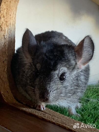 Шиншилы пара