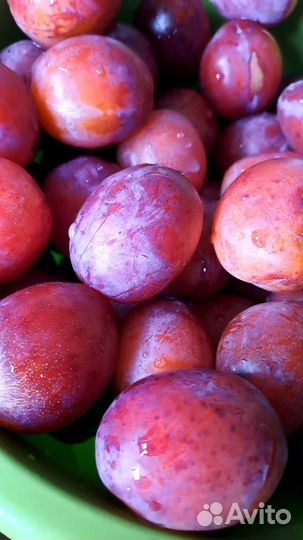 Продам сливы