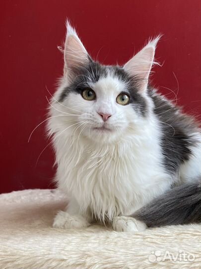 Кошечка мейн-кун