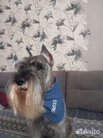 Банданы на ошейник для собак