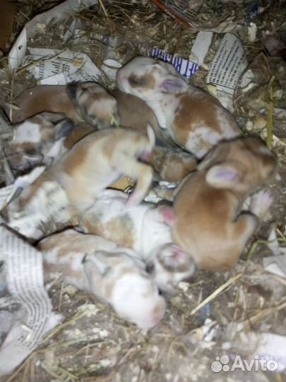 Декоративные кролики