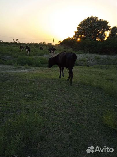 Тёлка 8 месяцев
