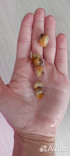 Ампулярии белые