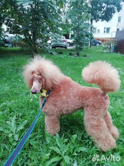 Пудель малый