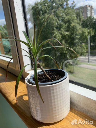 Детишки Драцены Маргината