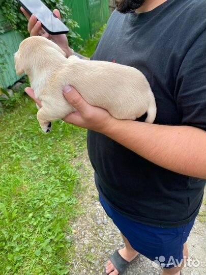 Щенки йорка