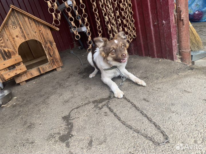 Собаки бесплатно