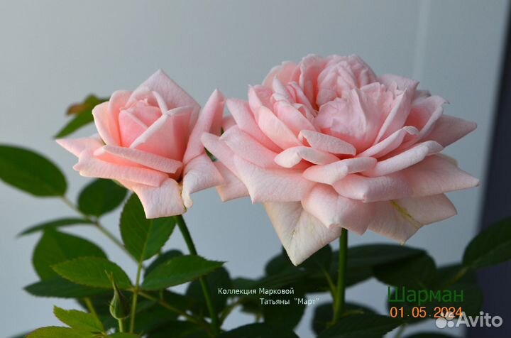 Роза комнатная