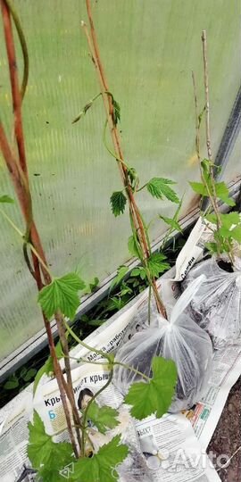 Хмель, саженцы